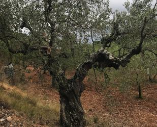 Jardí de Residencial en venda en Terrassa