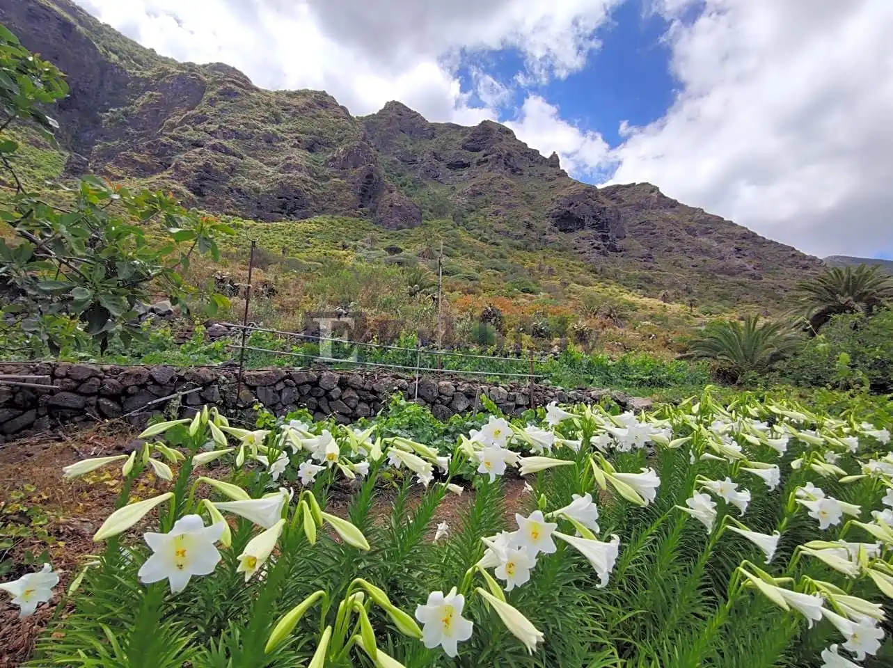 Country homes for sale in Buenavista del Norte