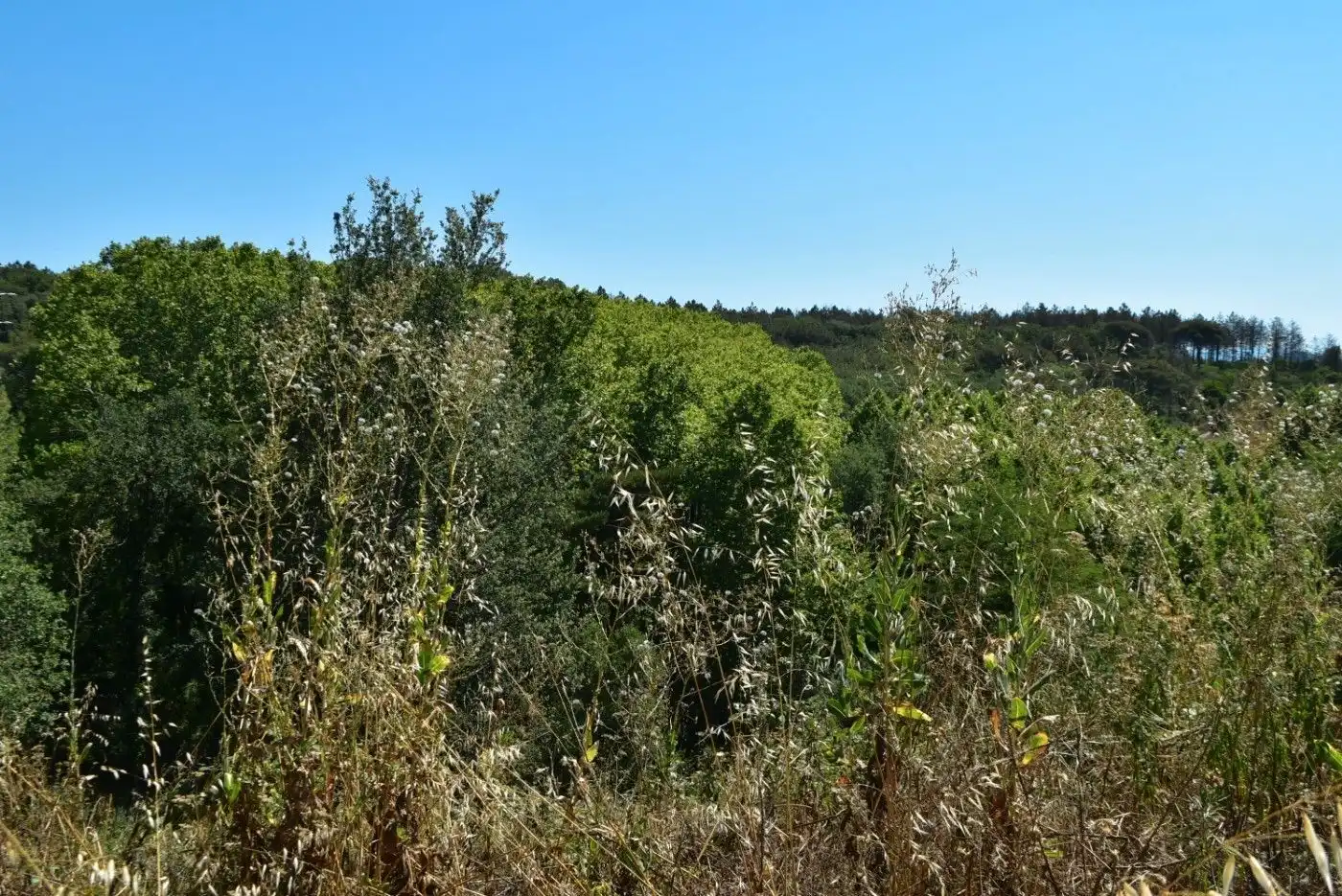 Terreny residencial en venda a Sant Feliu de Buixalleu, imagen 11
