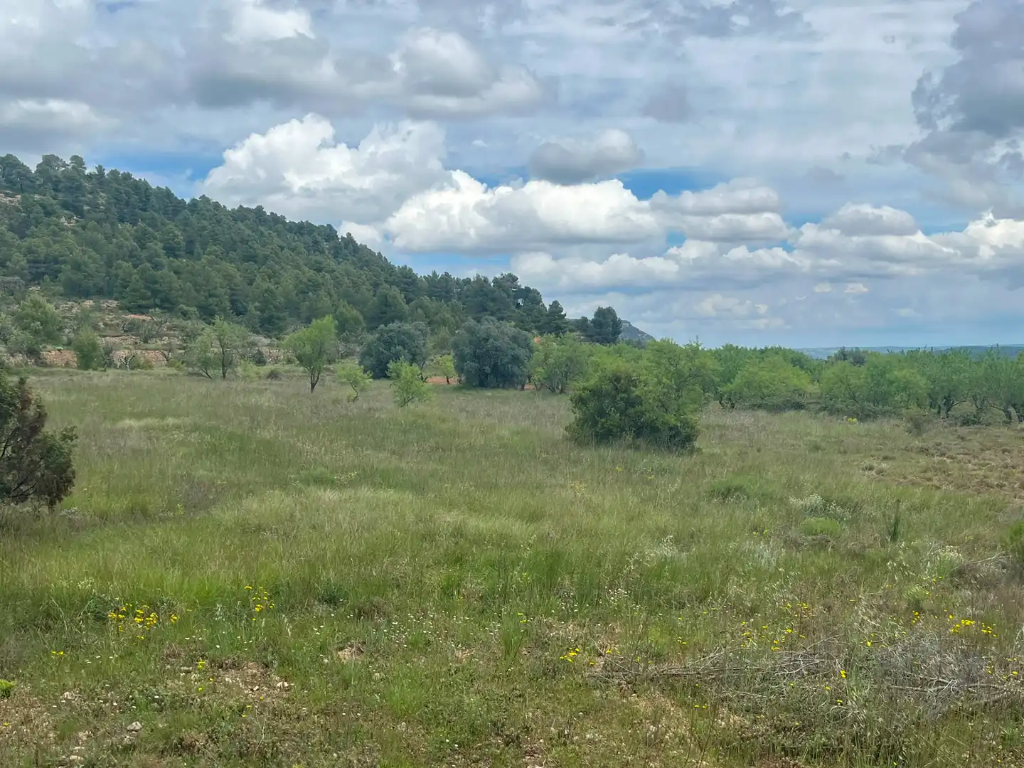 Terreni e lotti in vendita a Ráfales, imagen 3