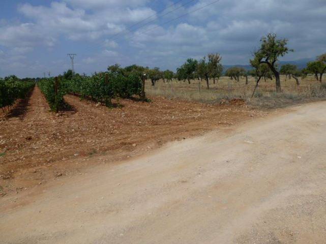 Terreno en Venta en Camino sa cabana en Binissalem
