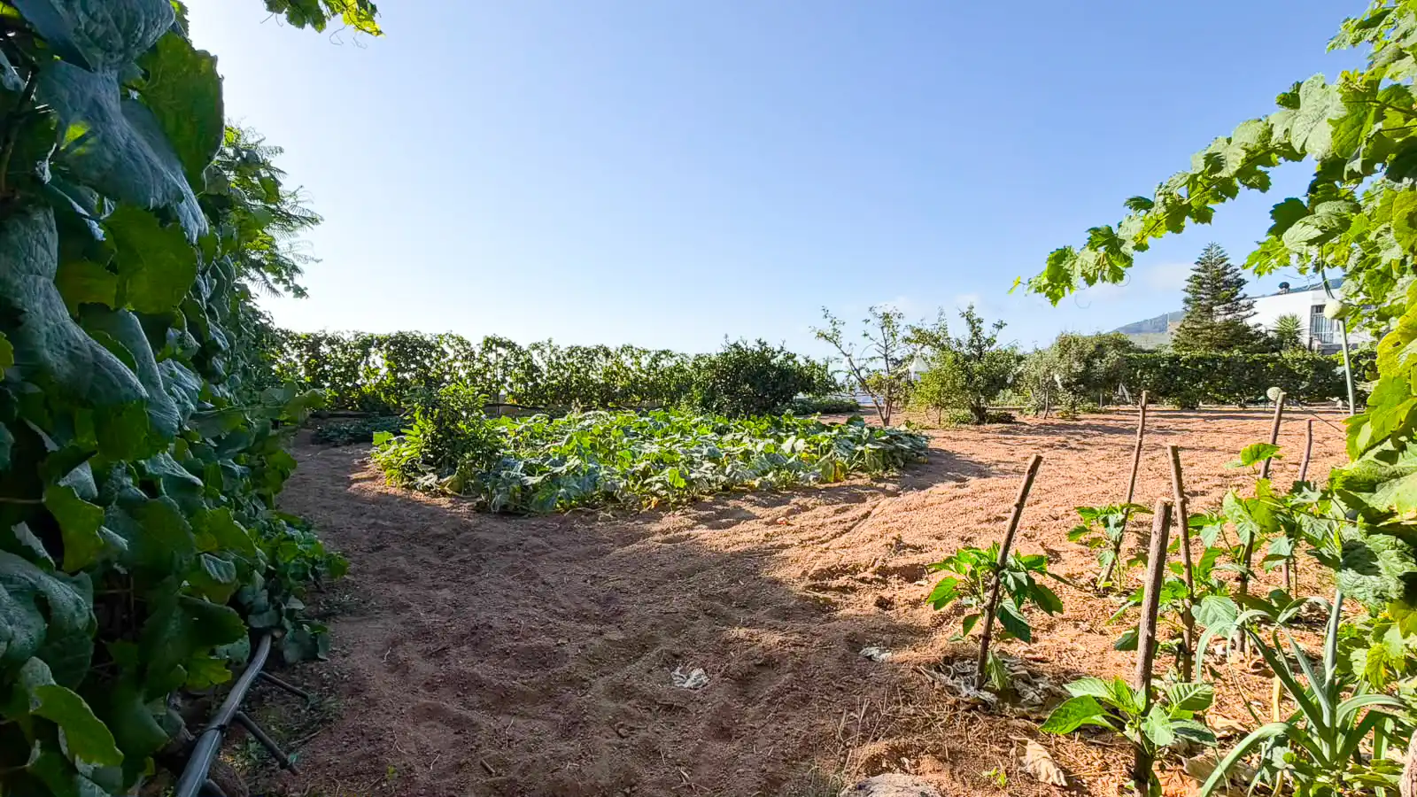 Rural land for sale in Arafo, imagen 11