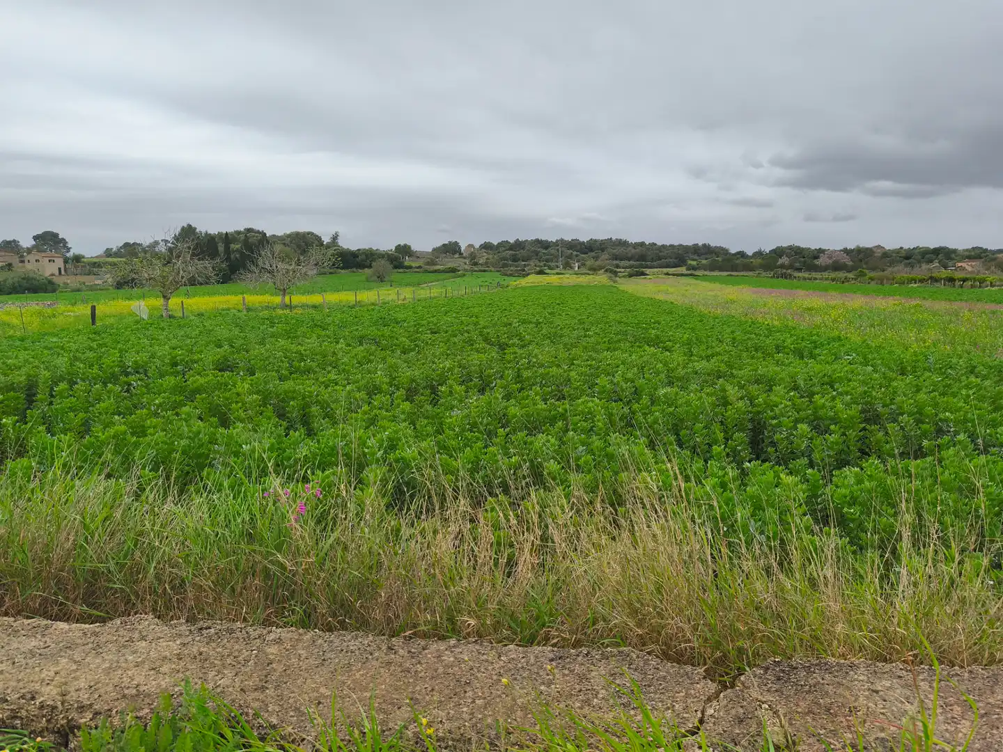 Rural land for sale in Lloret de Vistalegre, imagen 5