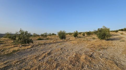 Finca de 16,68  hectáreas de secano con olivos jóvenes en Puente Piedra BAENA, immagine 2