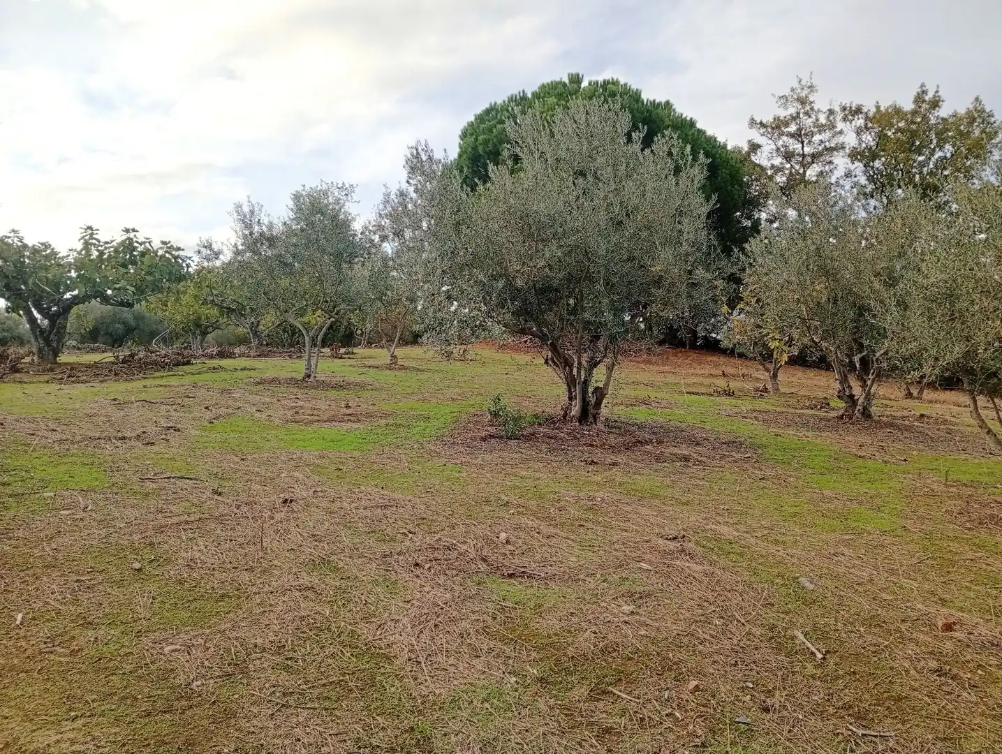 Terreni e lotti in vendita a Villanueva de la Vera, imagen 64