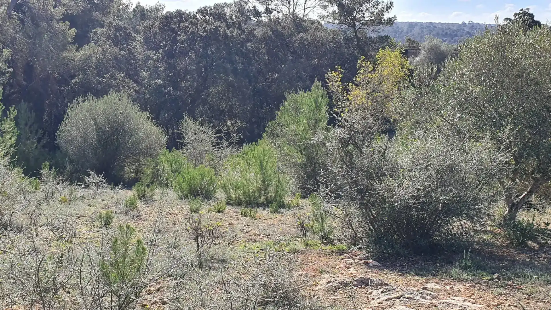 Terreny en venda en Costitx