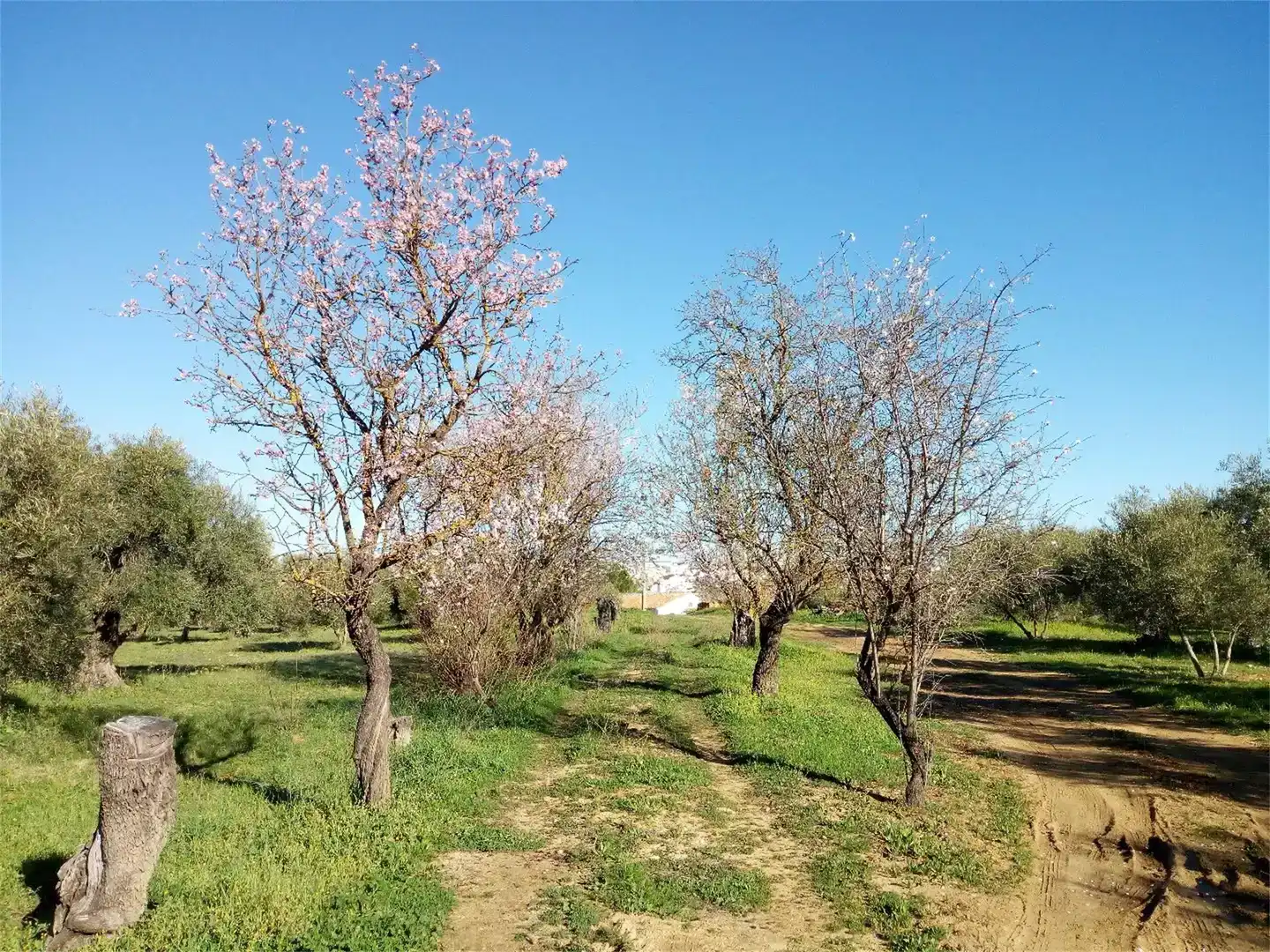 Finca rústica en venda en Ronda