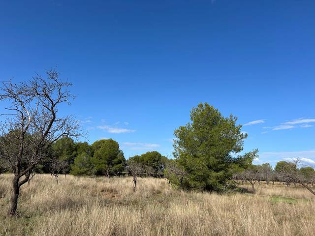 Terreno en Venta en Plaça Poligono N-38.R en Los Pinares - La Masia