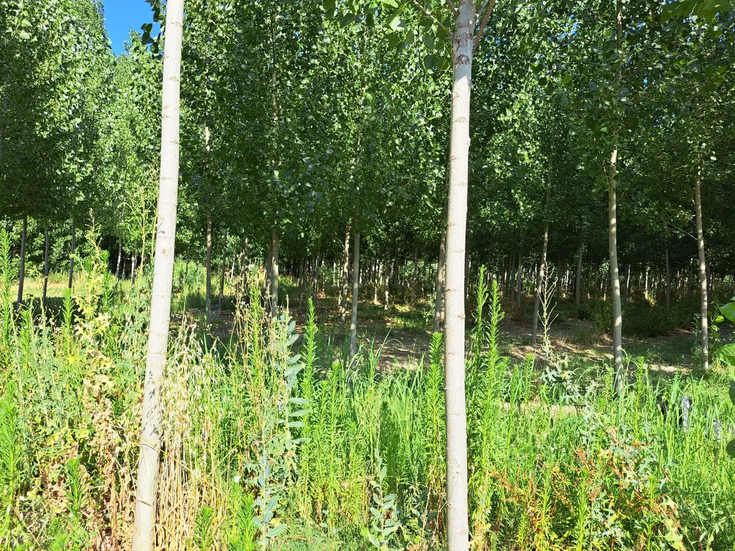 Land for sale in Fuente Vaqueros