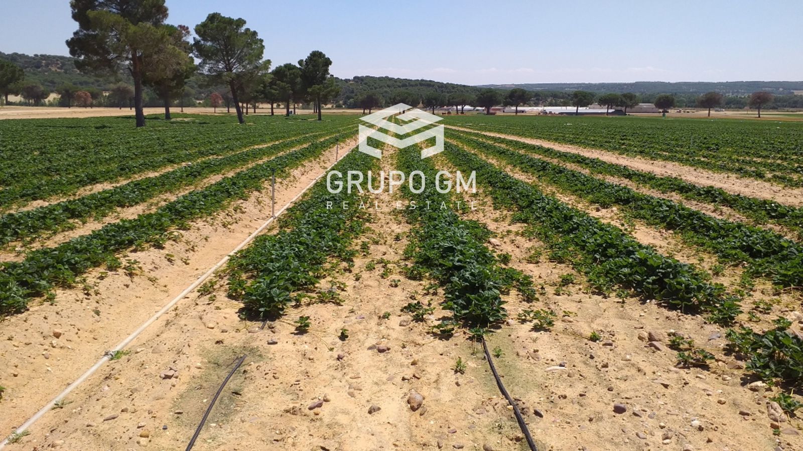 Land for sale in San Esteban del Molar