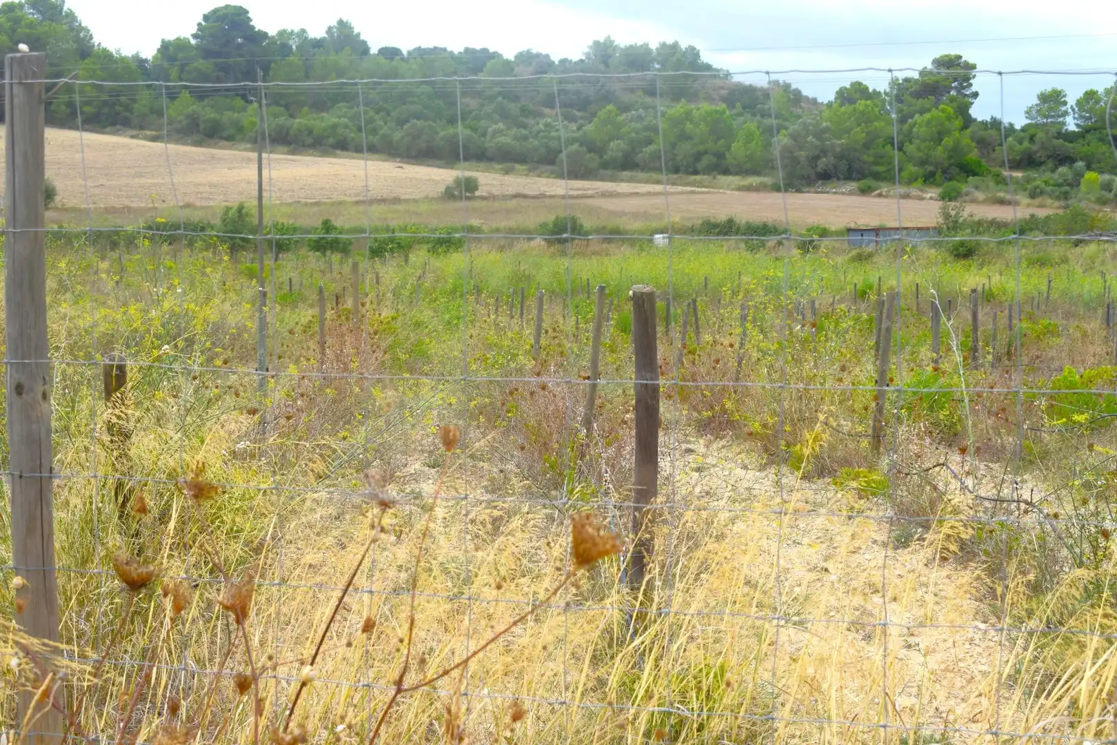 Residential land for sale in Santa Margalida Poble, imagen 6