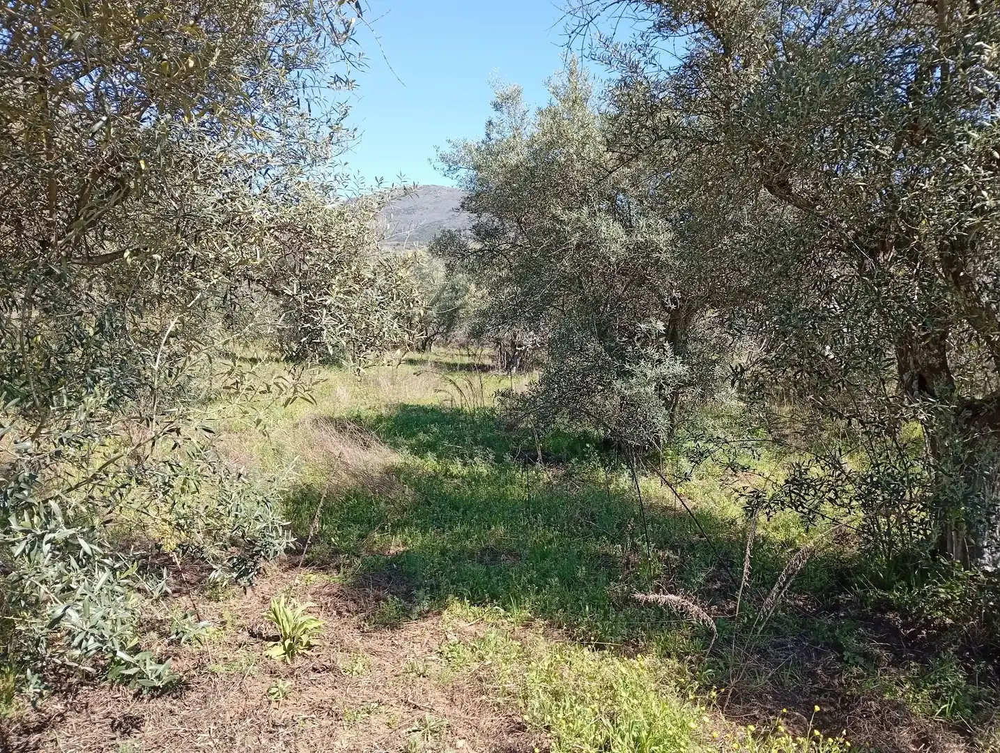 Terreni e lotti in vendita a Valverde de la Vera, imagen 40