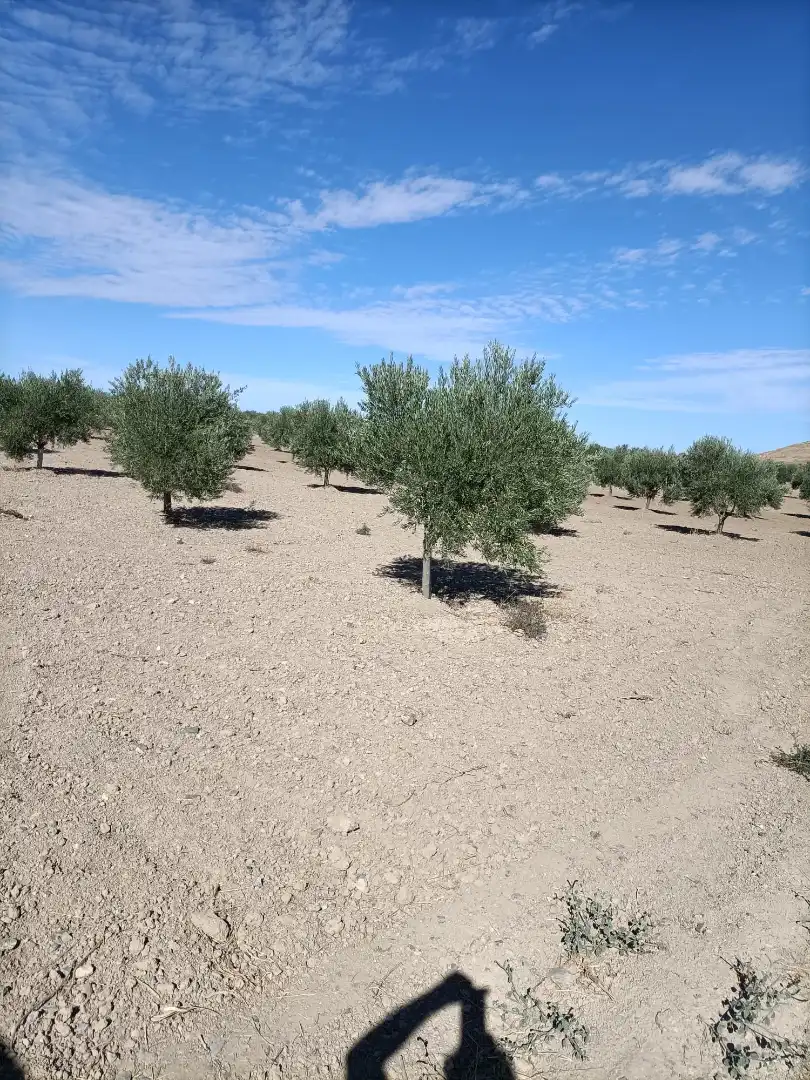 Rural land for sale in N/A, imagen 4