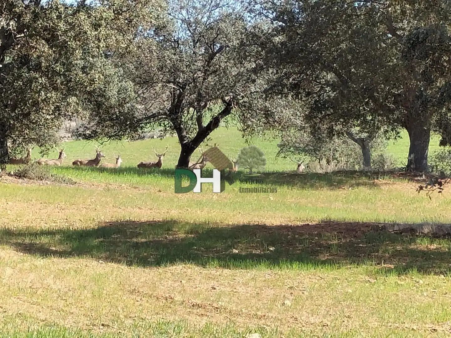 Terreni e lotti in vendita a Carretera de Sevilla - Los Montitos, imagen 2