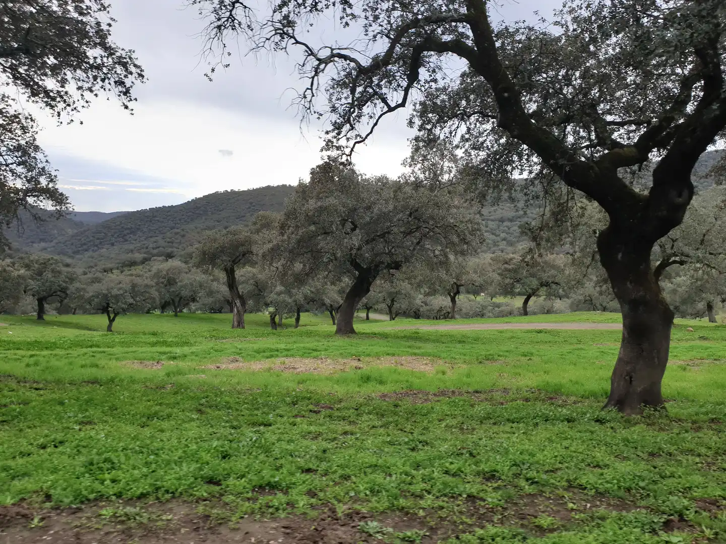 Terreno en venta en Sevilla
