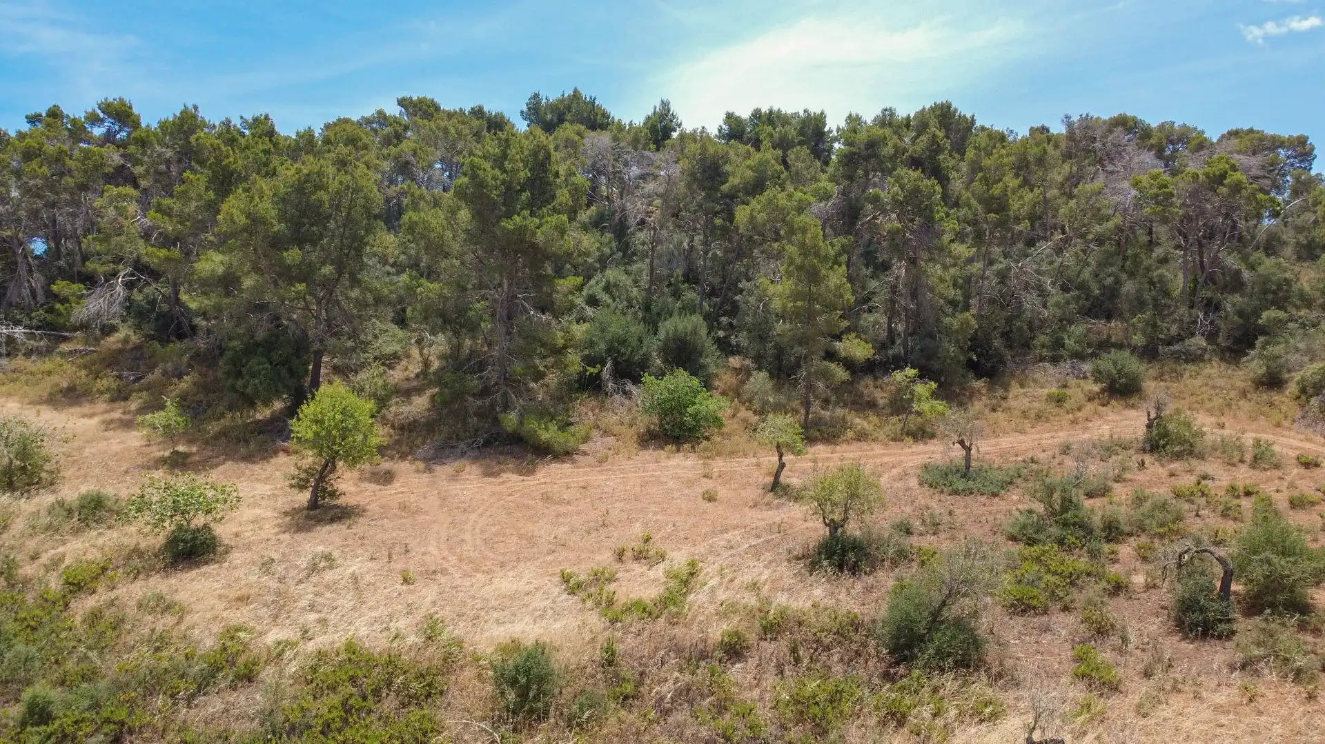 Lands and plots for sale in Felanitx Poble, imagen 14