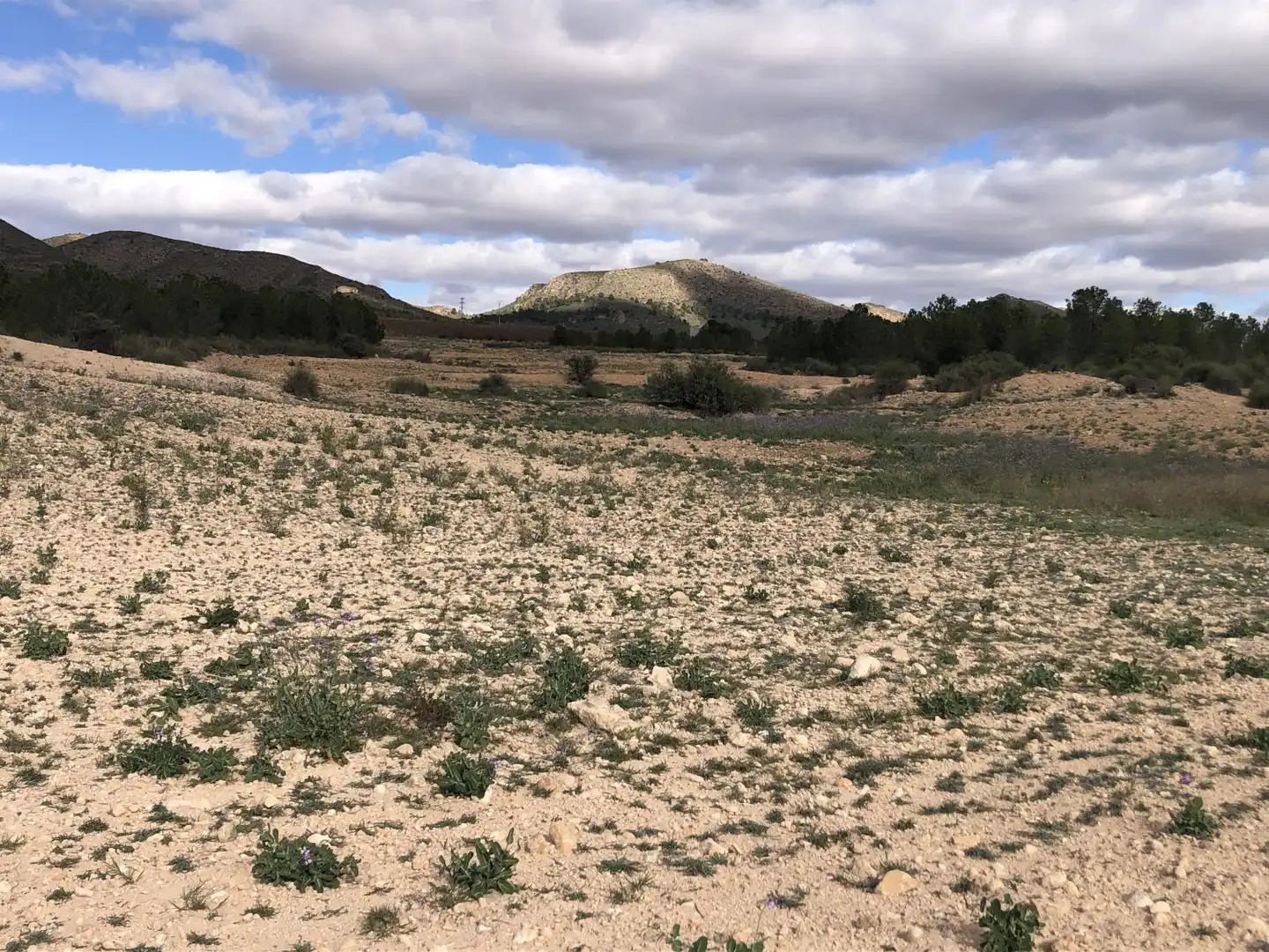 Terrenos y solares en venta en Hellín, imagen 4