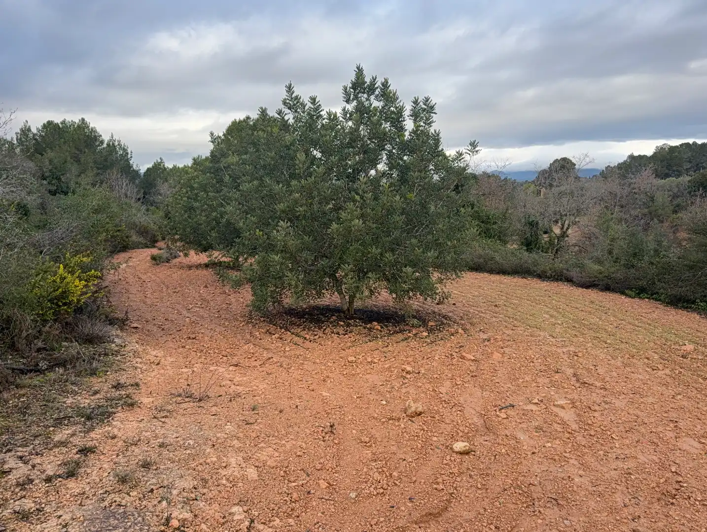 Terrain rustique à vendre à Carretera a la Maso 1G, imagen 8