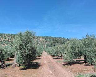 Vista exterior de Terreny en venda en Sorihuela del Guadalimar