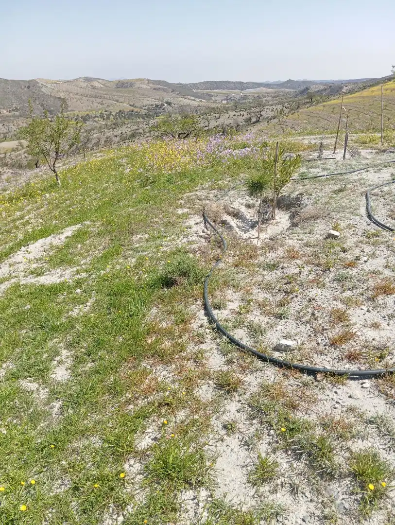 Terreno rustico in vendita a Diseminado Nogalte 63, imagen 4