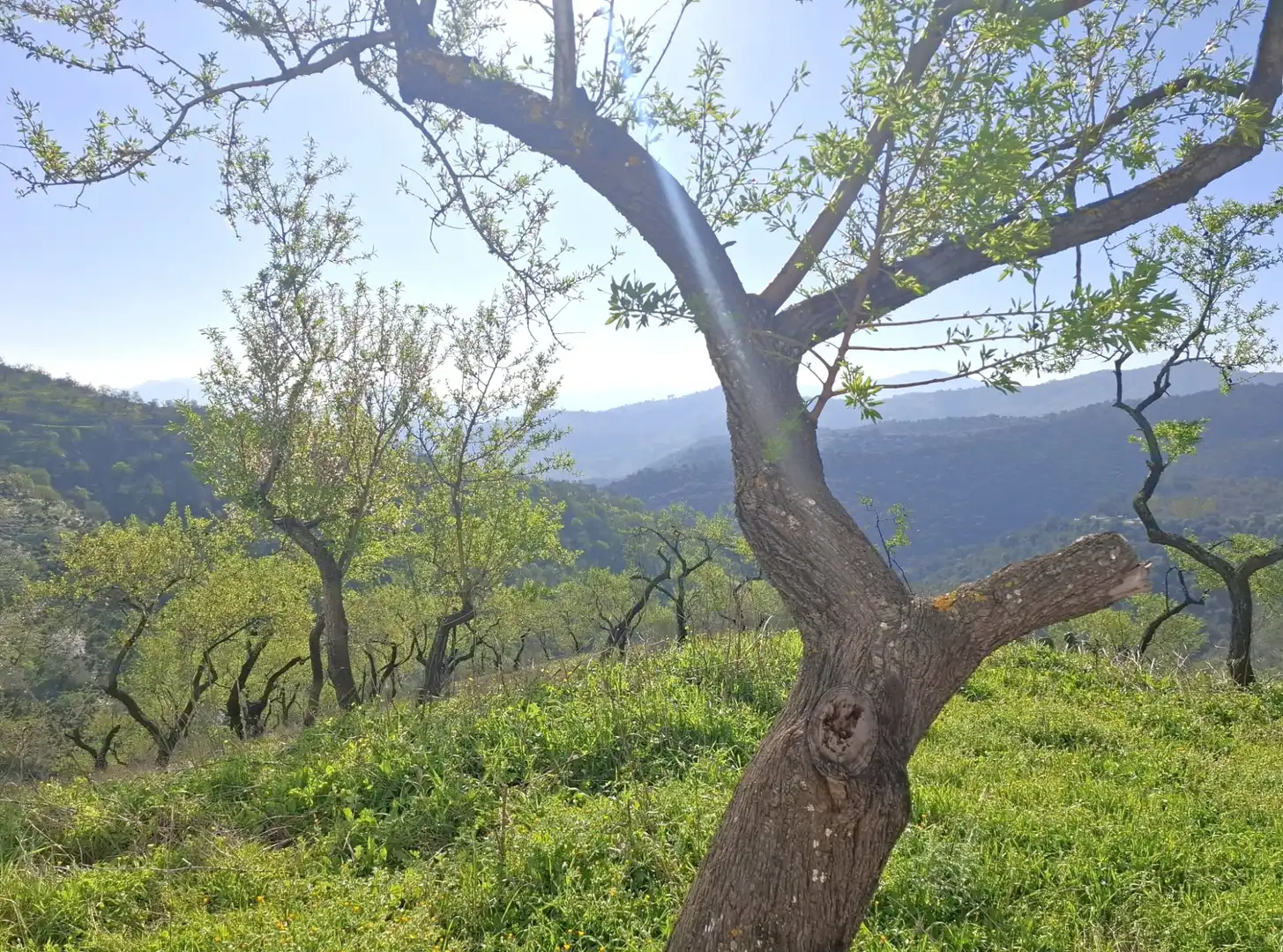 Jardín de Finca rústica en venta en Colmenar