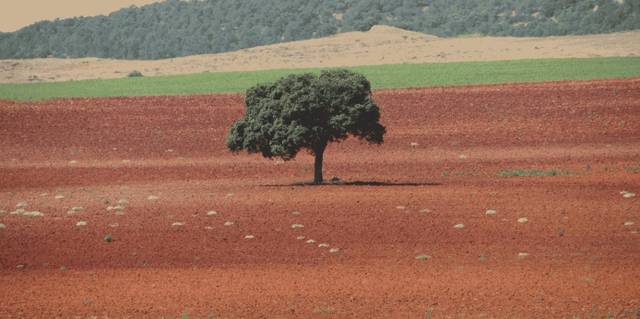 Terreno en Venta en Moriscos