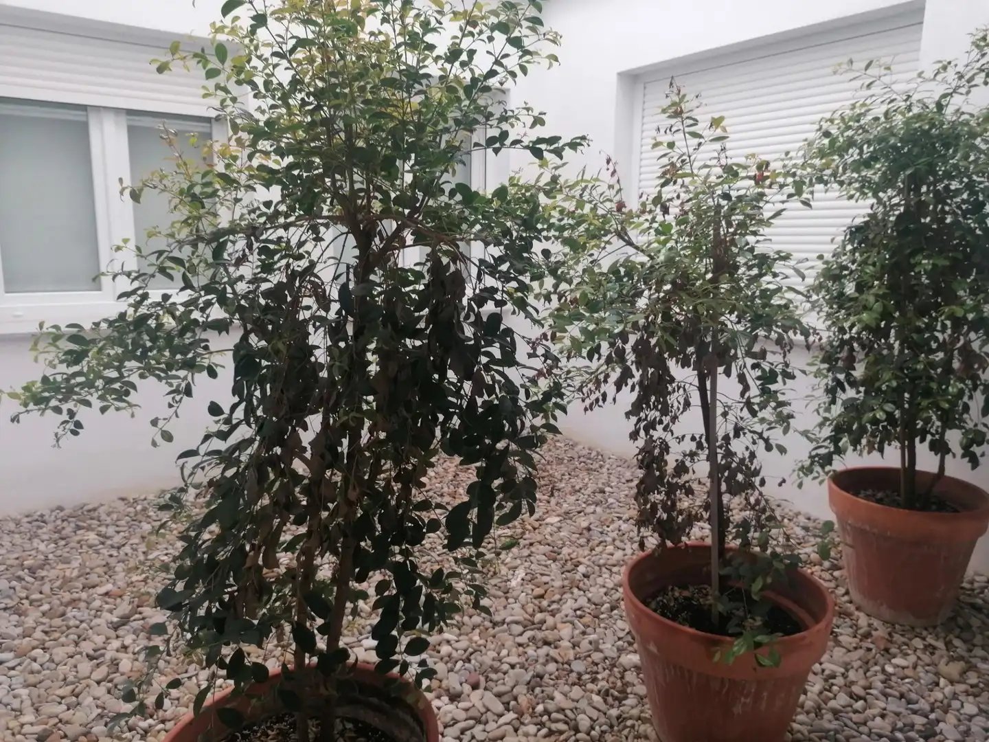 Garten von Wohnung zur Miete in El Puerto de Santa María mit Klimaanlage, Heizung und Privatgarten
