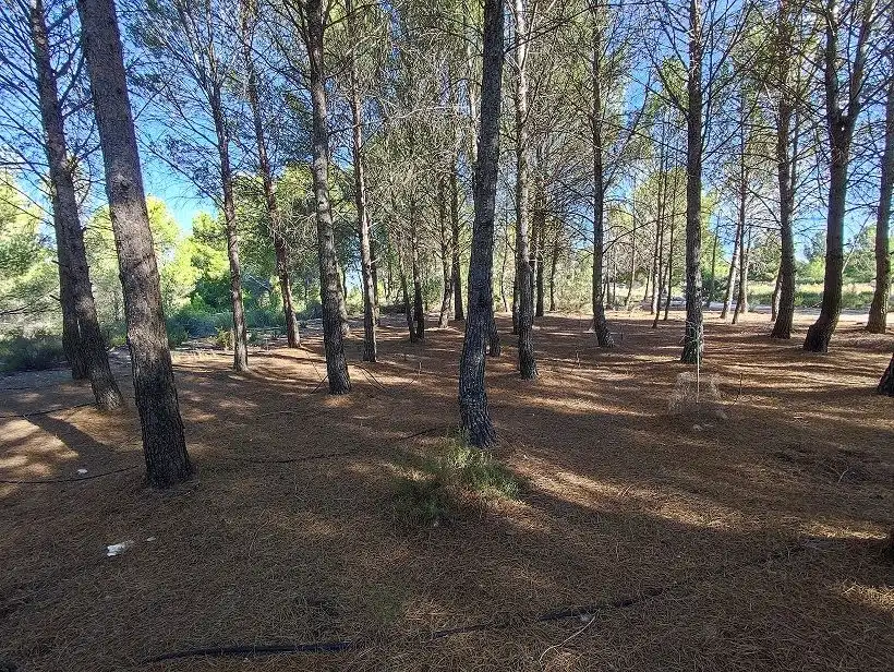 Finca rústica en venda en Tobarra amb Jardí privat, Terrassa i Traster