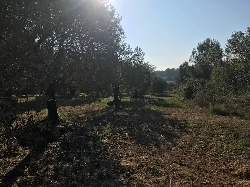 Terrain rustique à vendre à El Bruc, imagen 2
