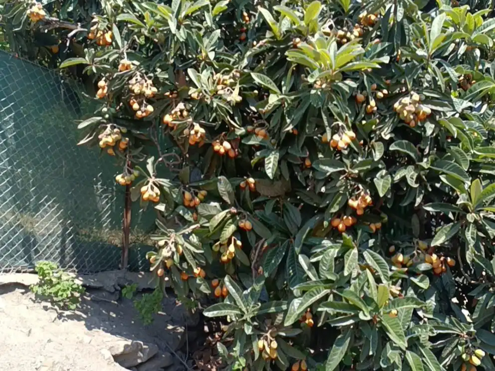 Jardín de Terreno en venta en Ugíjar