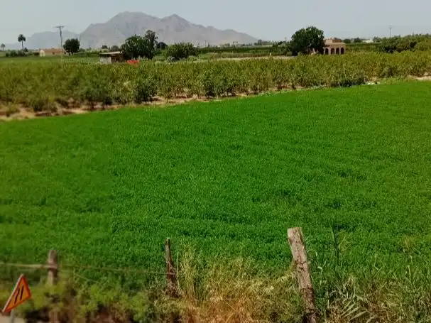 Houses for sale in Almoradí, Alicante