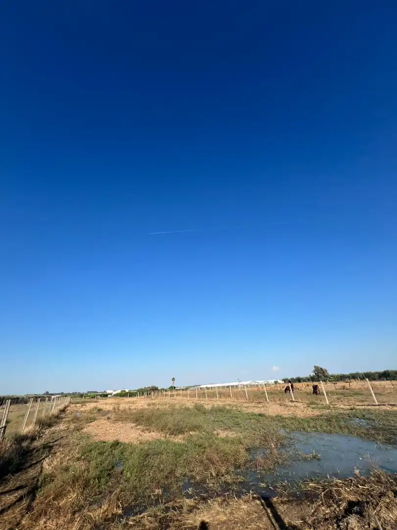 Finca rústica en venda en Los Palacios y Villafranca