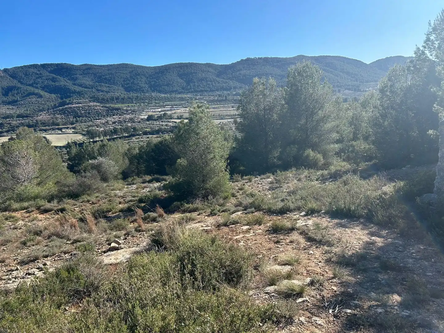 Finca rústica en venta en partida Pla de la Viña, Alfafara