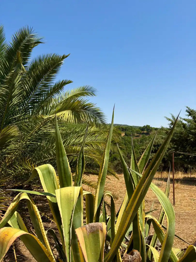 Jardín de Casa o chalet en venta en Calera de León con Jardín privado, Terraza y Amueblado