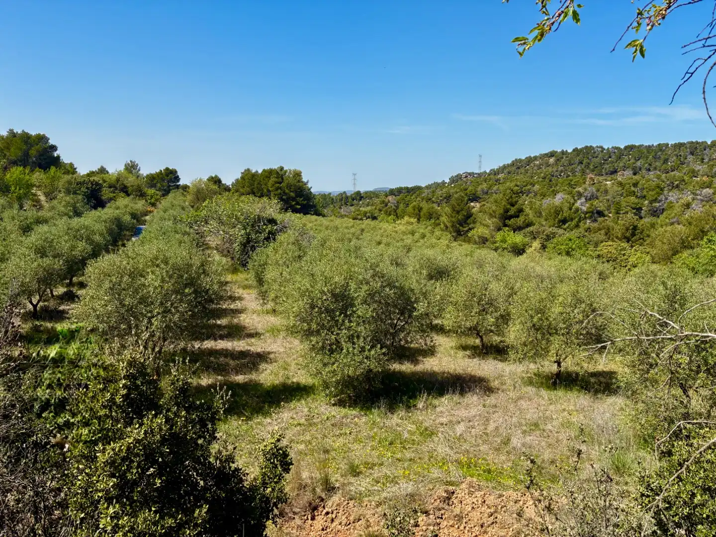Terreno en venta en La Pobla de Cérvoles