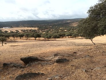 Terrain rustique à vendre à Vilches