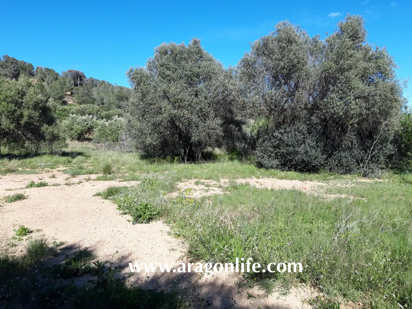 Country homes for sale in El Pinell de Brai