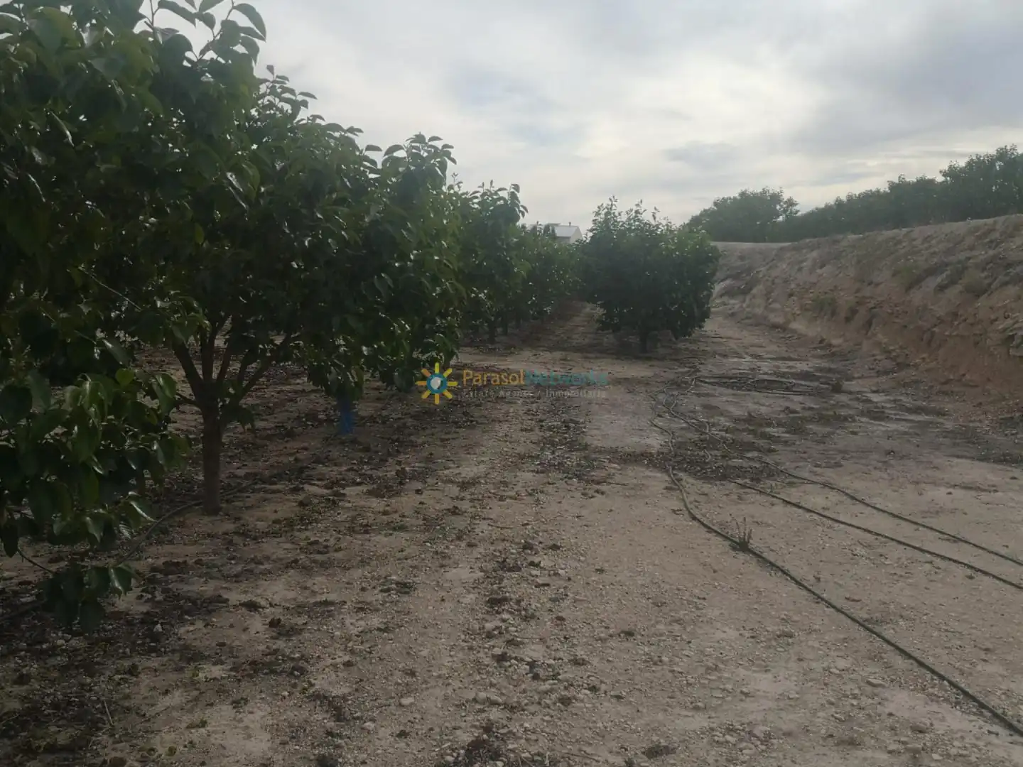 Rural land for sale in Benigànim, imagen 9