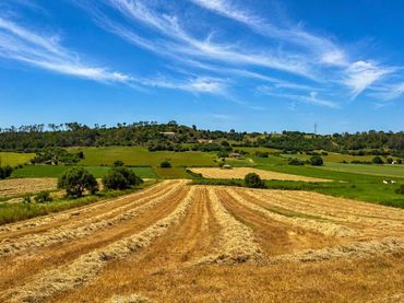 Terrain rustique à vendre à Sineu