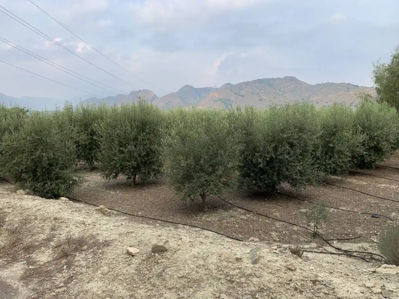 Xalet en venda a Calle LOS FRANCISQUETES, imagen 33