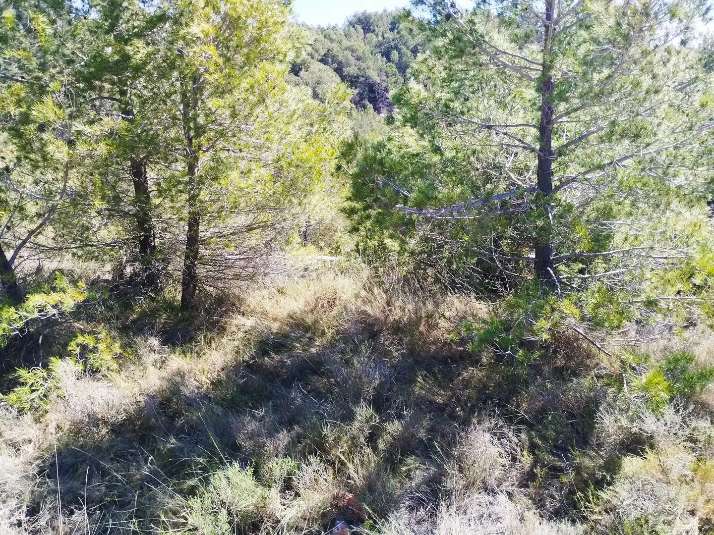Terreno en venta en La Morera de Montsant