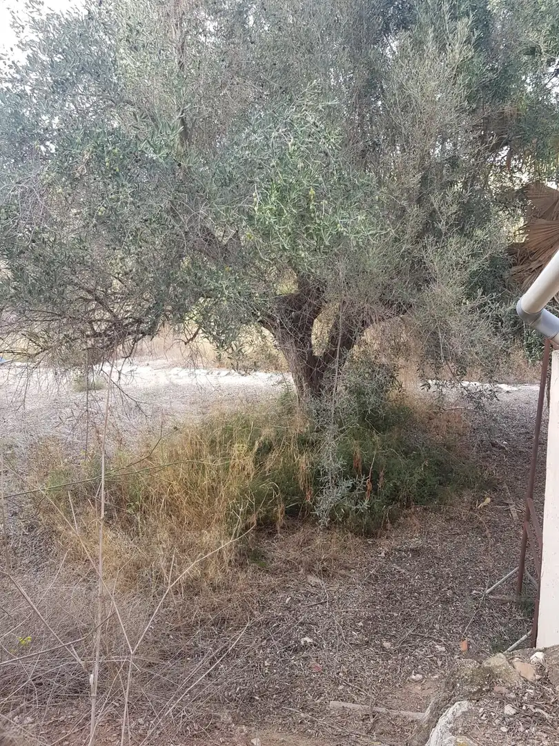 Casa o xalet en venda en Monóvar  / Monòver amb Jardí privat