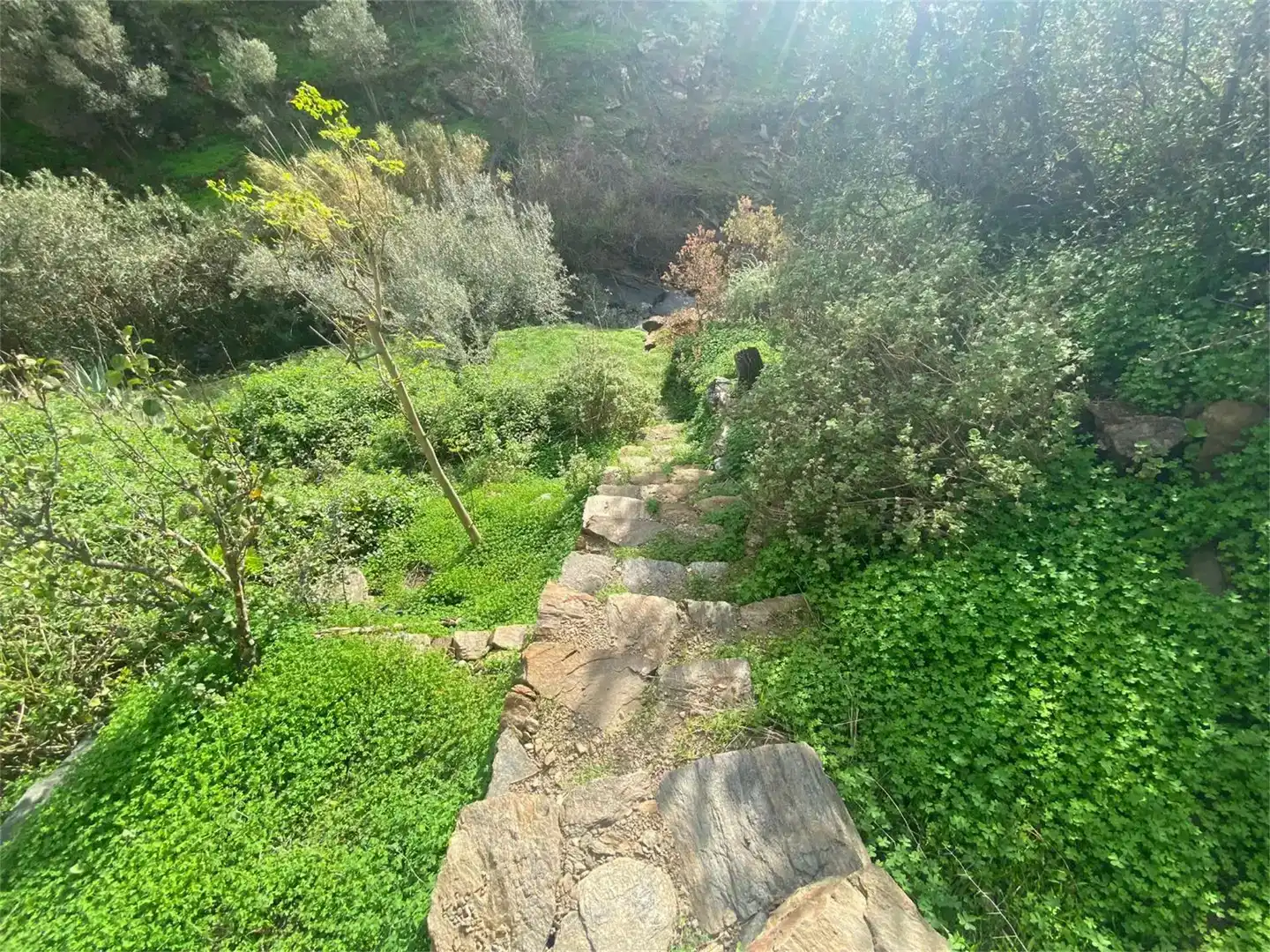 Finca rústica en venta en Arenas, Málaga
