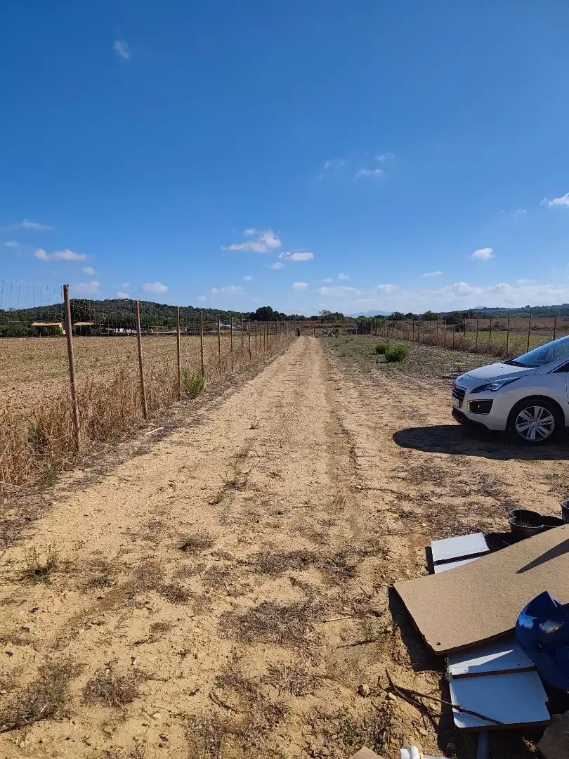 Rural land for sale in Sineu, imagen 14