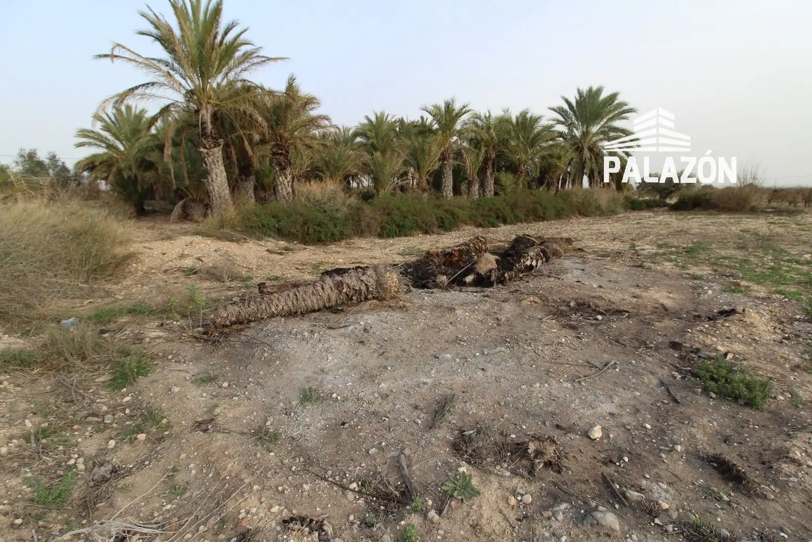 Terreno rustico in vendita a Crevillent, imagen 6