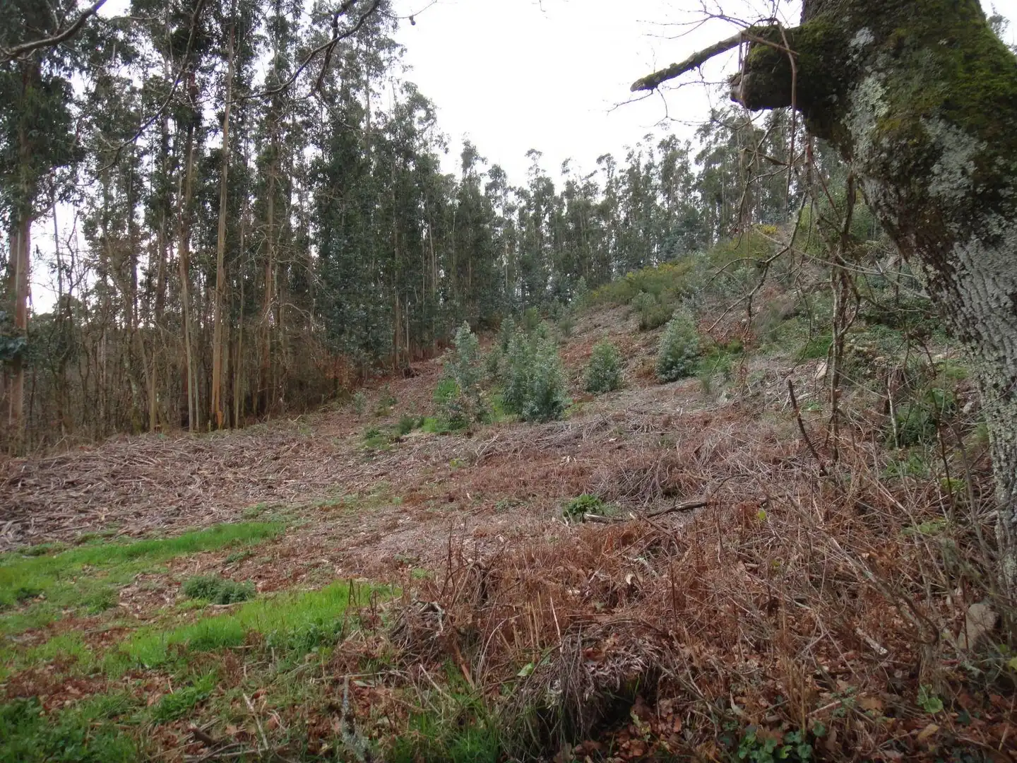 Grundstücke und Bauplätze zum Verkauf in Brión, imagen 2