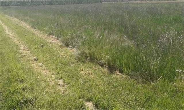 Terreno en Venta en Montijo