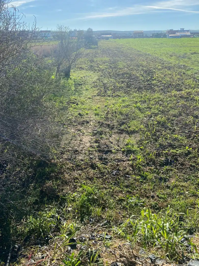 Terreny rústic en venda a Almodóvar del Río, imagen 2