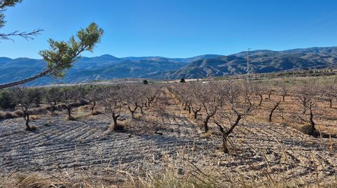 Se vende finca en Serón (Almería)., immagine 3