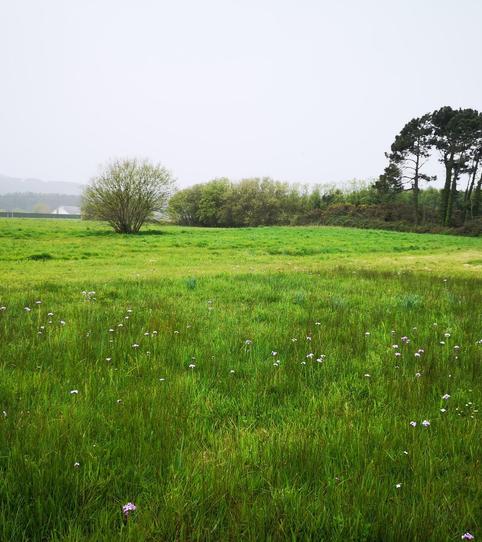 Photo 2 of Non-constructible Land for sale in Praia San Pedro, 11, Barreiros, Lugo